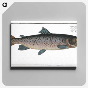 1-20_Ichtyologie-ou-Histoire-naturelle_canvas