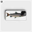 1-20_Ichtyologie-ou-Histoire-naturelle_phone