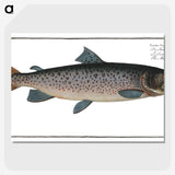 1-20_Ichtyologie-ou-Histoire-naturelle_picture-crop