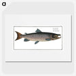 1-20_Ichtyologie-ou-Histoire-naturelle_picture