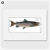 1-20_Ichtyologie-ou-Histoire-naturelle_picture