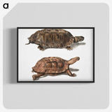 1-20_Indian-Zoology_blk-crop