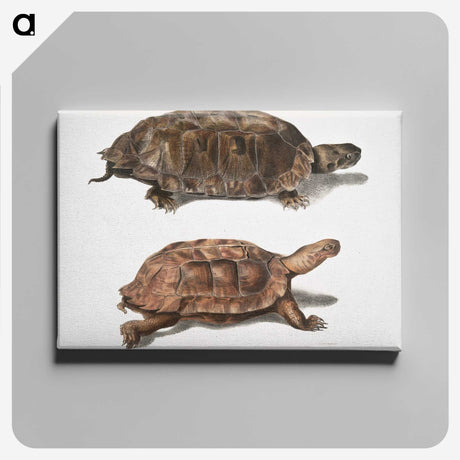 1-20_Indian-Zoology_canvas