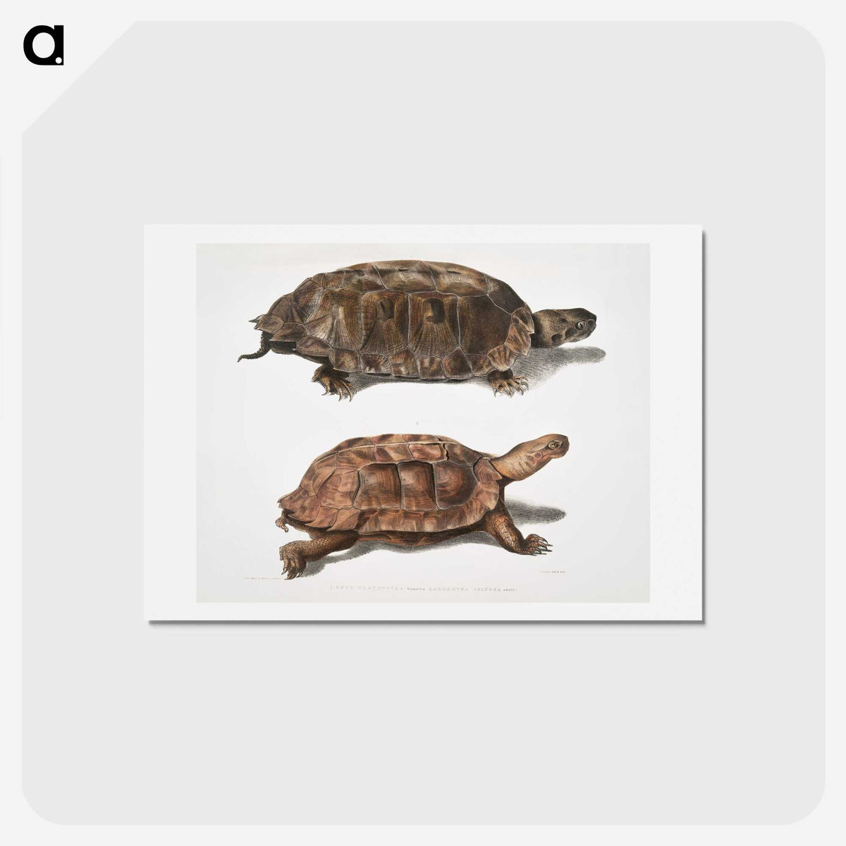 1-20_Indian-Zoology_hagaki