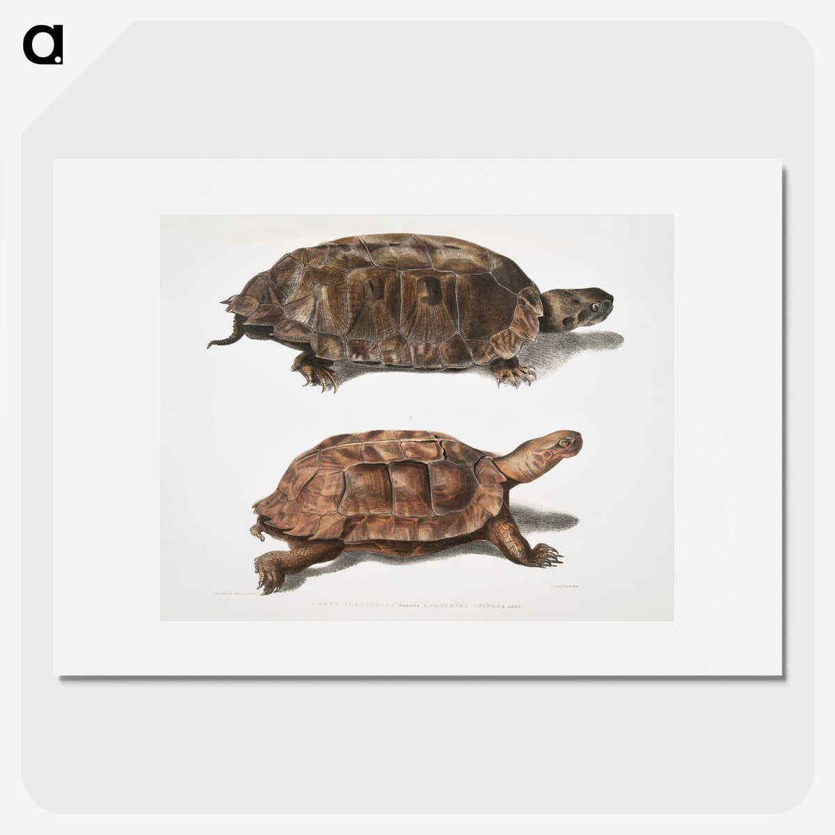 1-20_Indian-Zoology_picture