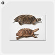 1-20_Indian-Zoology_postcard