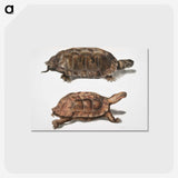 1-20_Indian-Zoology_postcard