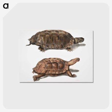 1-20_Indian-Zoology_postcard