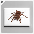 1-20_Insects-Unlocked-Project_canvas