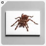 1-20_Insects-Unlocked-Project_canvas