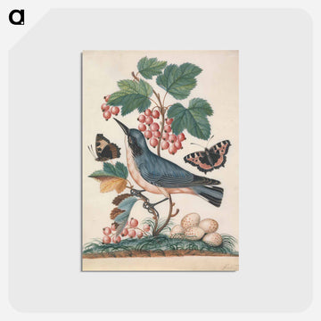 Subalpine Warbler, Strawberry, and Red Admiral
 - ジェームズ ボルトン Postcard.