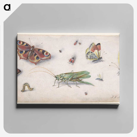 1-20_Jan-Van-Kessel_canvas