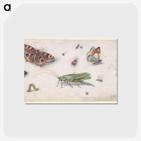 1-20_Jan-Van-Kessel_postcard