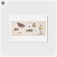 アートポストカード-Insects and Butterflies
 - ヤン ファン ケッセル Postcard.