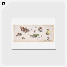 アートポストカード-Insects and Butterflies
 - ヤン ファン ケッセル Postcard.