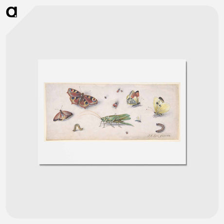 アートポストカード-Insects and Butterflies
 - ヤン ファン ケッセル Postcard.