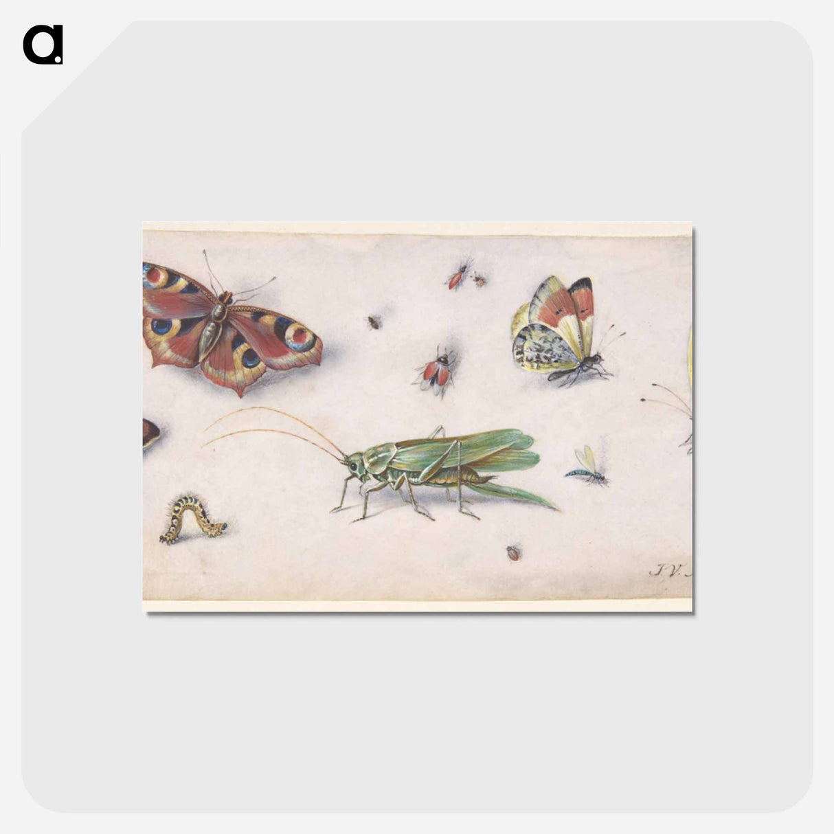 アートポストカード-Insects and Butterflies
 - ヤン ファン ケッセル Postcard.