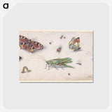 アートポストカード-Insects and Butterflies
 - ヤン ファン ケッセル Postcard.