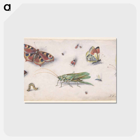 アートポストカード-Insects and Butterflies
 - ヤン ファン ケッセル Postcard.