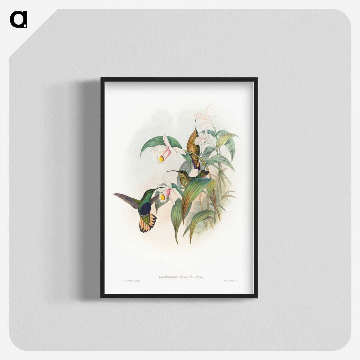 1-20_John-Gould_blk-crop