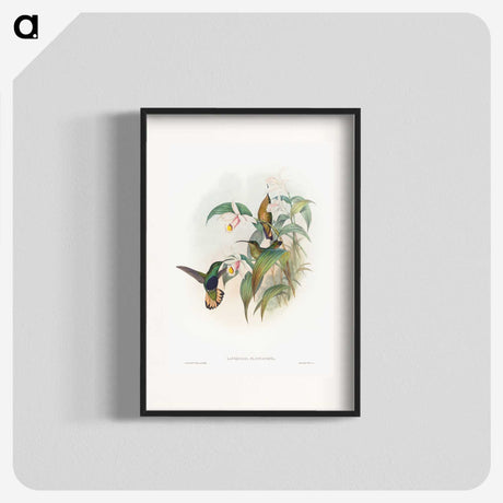1-20_John-Gould_blk