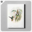 1-20_John-Gould_canvas