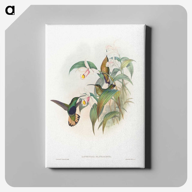 1-20_John-Gould_canvas