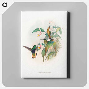 アートパネル-Buff-tailed Velvet-breast
 - ジョン グールド Canvas.