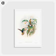 アートポストカード-Buff-tailed Velvet-breast
 - ジョン グールド Postcard.