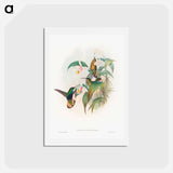 アートポストカード-Buff-tailed Velvet-breast
 - ジョン グールド Postcard.