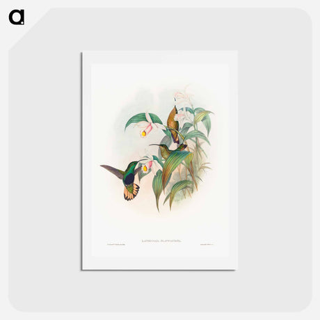 アートポストカード-Buff-tailed Velvet-breast
 - ジョン グールド Postcard.