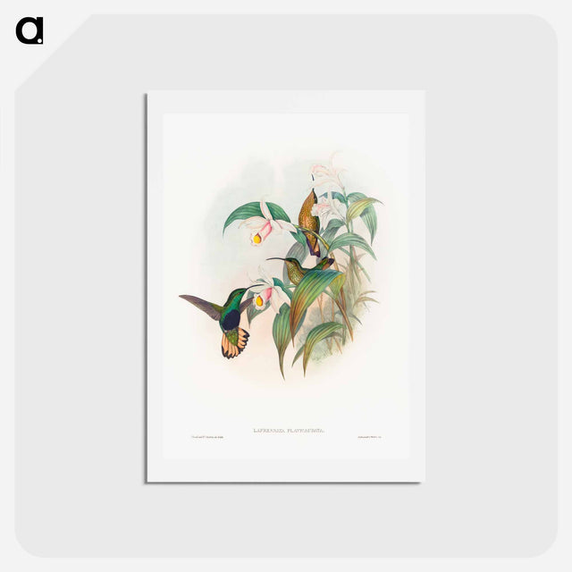 アートポストカード-Buff-tailed Velvet-breast
 - ジョン グールド Postcard.