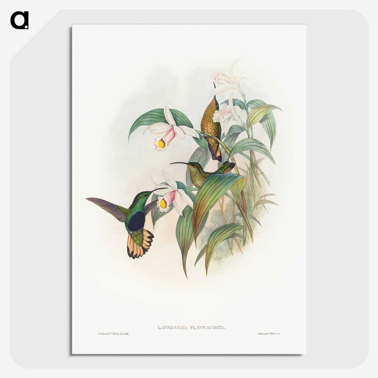 1-20_John-Gould_picture-crop