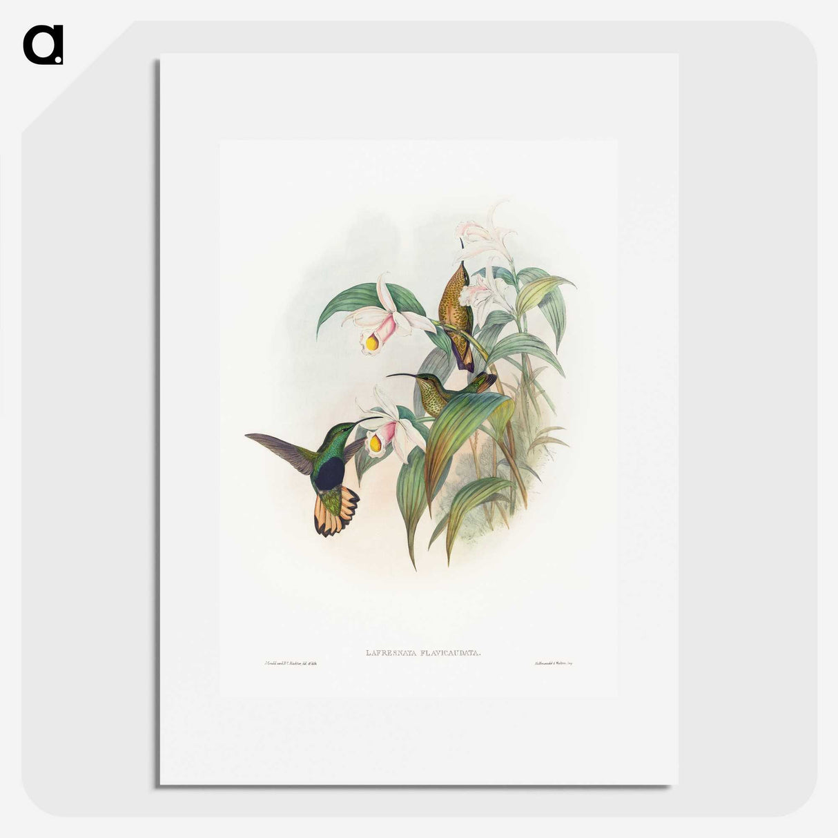 1-20_John-Gould_picture
