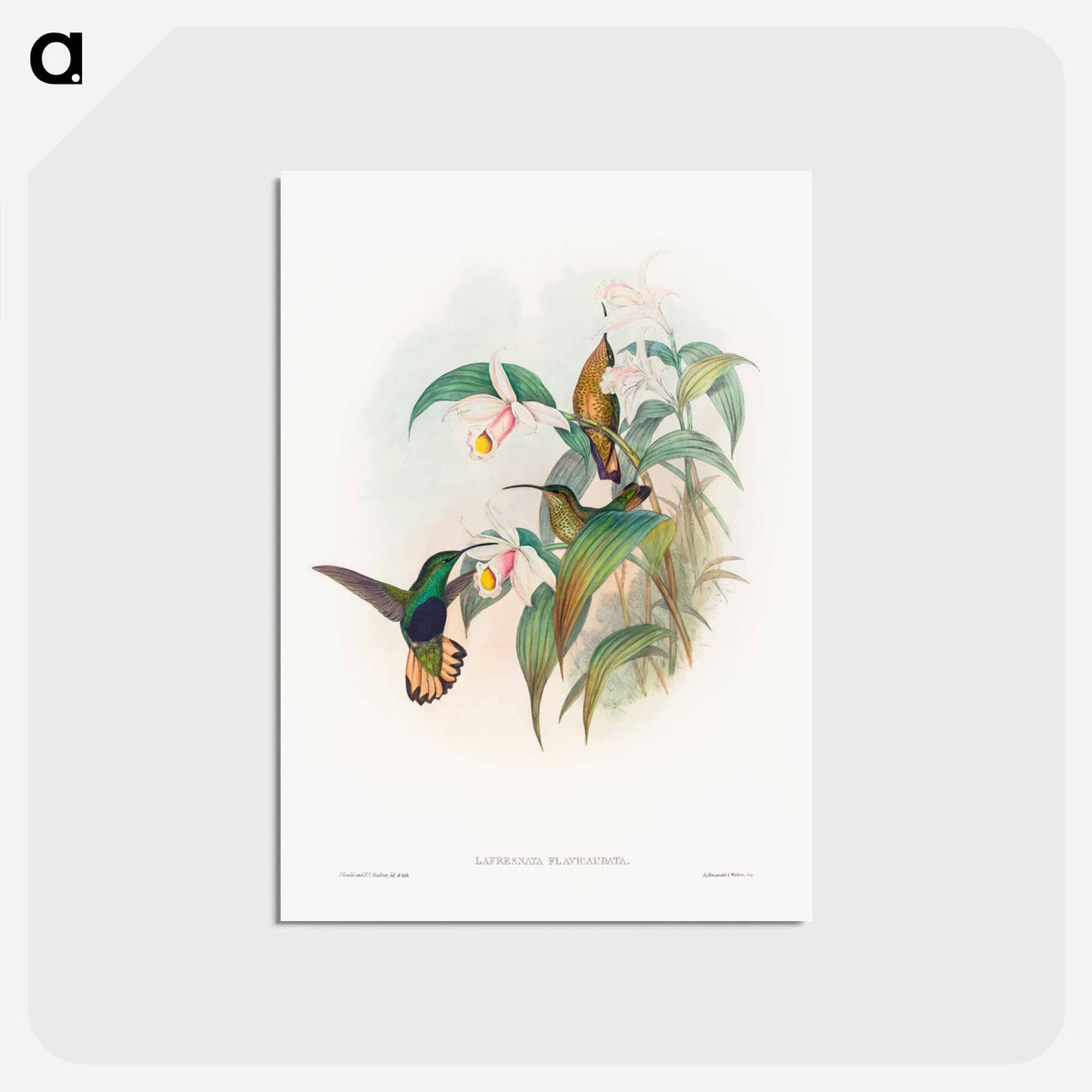 アートポストカード-Buff-tailed Velvet-breast
 - ジョン グールド Postcard.