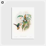 アートポストカード-Buff-tailed Velvet-breast
 - ジョン グールド Postcard.