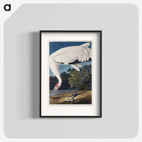 1-20_John-James-Audubon_blk