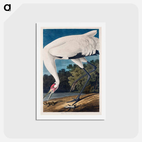 アートポストカード-Hooping Crane
 - ジョン ジェームス オーデュボン Postcard.