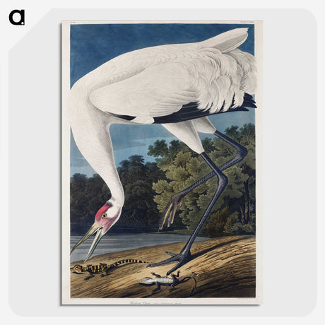 1-20_John-James-Audubon_picture-crop
