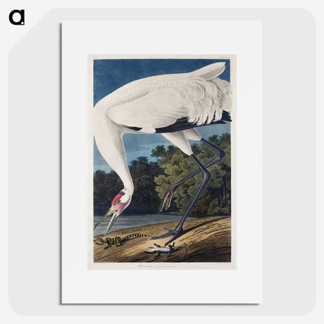 1-20_John-James-Audubon_picture