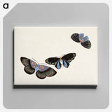 アートパネル-Japanese butterfly - 神坂 雪佳 Canvas.