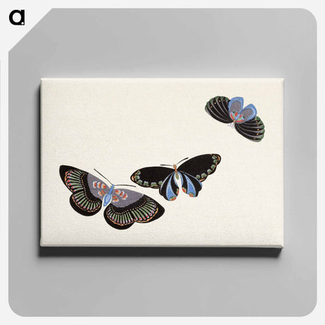 アートパネル-Japanese butterfly - 神坂 雪佳 Canvas.