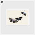 アートポストカード-Japanese butterfly - 神坂 雪佳 Postcard.