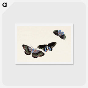 アートポストカード-Japanese butterfly - 神坂 雪佳 Postcard.