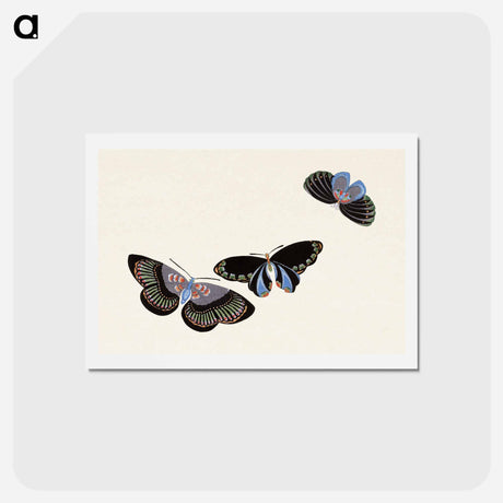 アートポストカード-Japanese butterfly - 神坂 雪佳 Postcard.