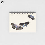 Japanese butterfly - 神坂 雪華 Memo.