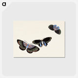 アートポストカード-Japanese butterfly - 神坂 雪佳 Postcard.