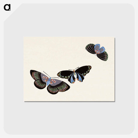 アートポストカード-Japanese butterfly - 神坂 雪佳 Postcard.