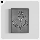1-20_Karl-Blossfeldt_blk-crop