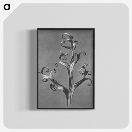 1-20_Karl-Blossfeldt_blk-crop